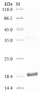 Dauer larva development regulatory growth factor daf-7 (daf-7), Caenorhabditis elegans, recombinant