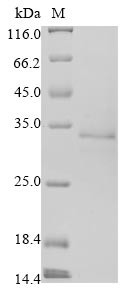 Non-structural protein 2a (2a), human coronavirus OC43, recombinant