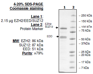 EZH2 / EED / SUZ12 Active Human Protein Complex