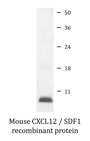 Mouse CXCL12 / SDF1 recombinant protein (Active)