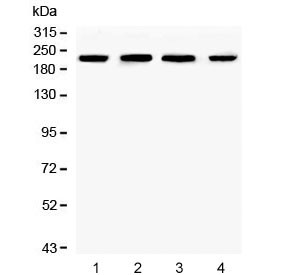 Anti-Ch-TOG / CKAP5