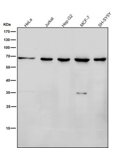 Anti-NELFB / Negative elongation factor B / COBRA1, clone 32C80