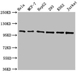Anti-CDC5L Recombinant Monoclonal, clone 1E3