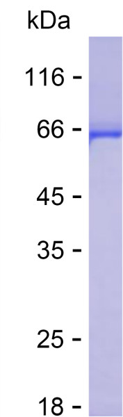 Recombinant Human Retinoid X Receptor alpha Protein