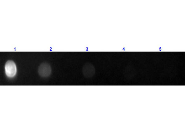 Anti-Rat IgG (H&amp;L) [Goat] Fluorescein conjugated Fab fragment