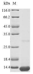 Apolipoprotein C-I (Apoc1), mouse, recombinant