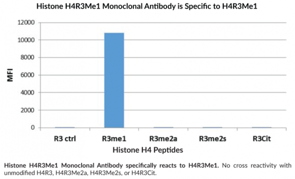Anti-Histone H4R3Me1 Monoclonal Antibody (RM195)