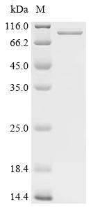 Outer membrane porin F (oprF), Pseudomonas aeruginosa, recombinant