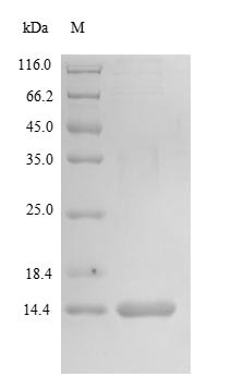 Matrix Gla protein (MGP), human, recombinant