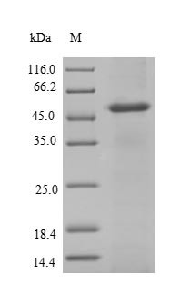 Arylamine N-acetyltransferase 2 (NAT2), human, recombinant