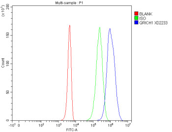 Anti-QRICH1 / Glutamine-rich protein 1