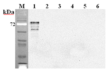 Anti-DLL1 (mouse), clone D1L357-1-4