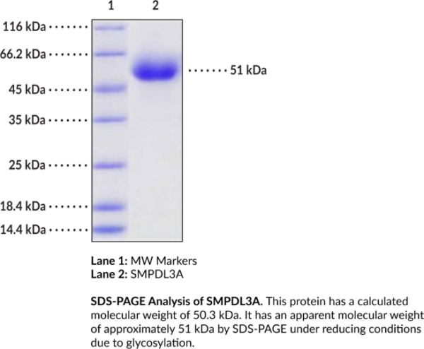 SMPDL3A (human, recombinant, His-tagged)