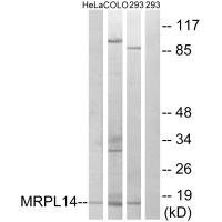 Anti-MRPL14