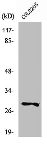 Anti-PEX11B
