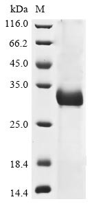 Spike glycoprotein (S), partial, human coronavirus OC43, recombinant