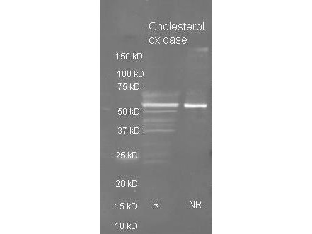 Anti-CHOLESTEROL OXIDASE (Microorganism), Peroxidase Conjugated