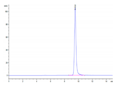 TIMP1 hFc Chimera, Human