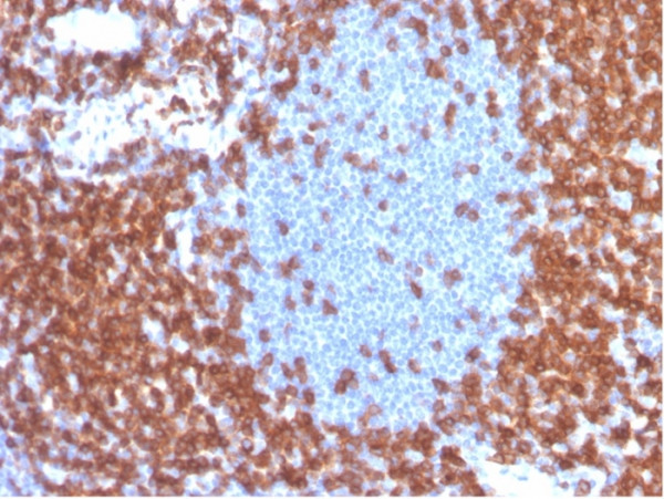 Anti-CD3e (T-Cell Marker), recombinant antibody, clone C3e/4653R