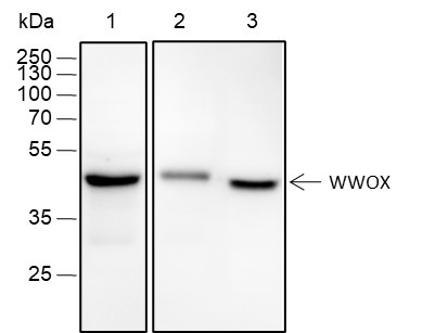 Anti-Recombinant WWOX, clone A392
