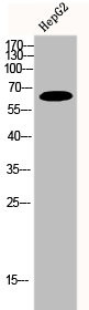 Anti-FRS2