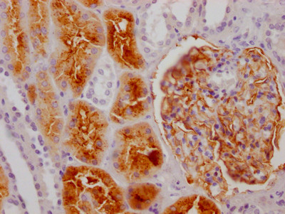 Anti-ENPEP Recombinant Monoclonal, clone 2G11