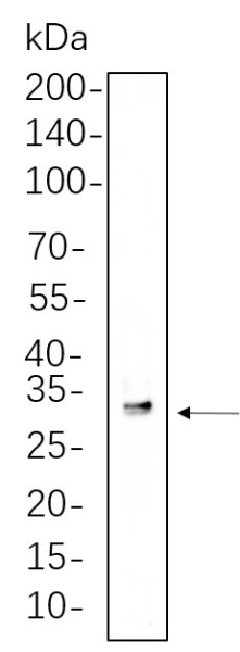 Anti-Recombinant SDHB, clone 4F12