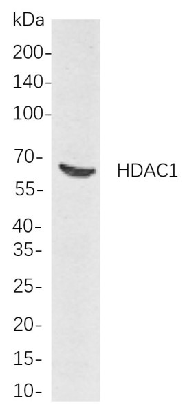Anti-Recombinant HDAC1, clone 5F2