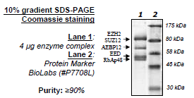 EZH2 Y641H /EED/SUZ12/RbAp48/AEBP2 Human Recombinant Protein Complex