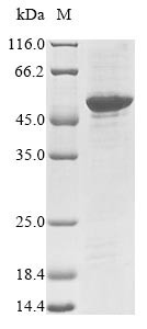 Neural retina-specific leucine zipper protein (Nrl), mouse, recombinant