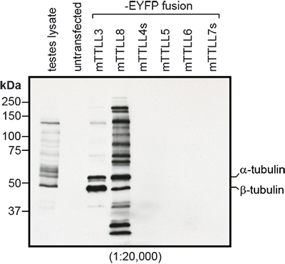 Anti-Tubulin (glycylated) (Gly-pep1)