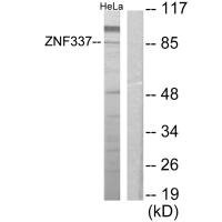 Anti-ZNF337