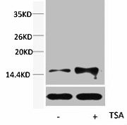 Anti-Acetyl-Histone H2B (Lys15)