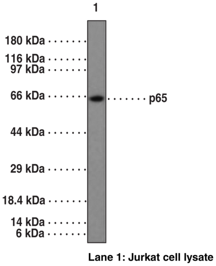 Anti-NF-kappaB (p65) NLS
