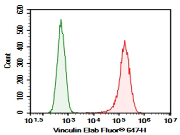 Anti-Elab Fluor(R) 647-conjugated Vinculin, clone 4D4