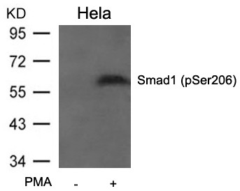 Anti-phospho-Smad1 (Ser206)
