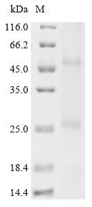 Probable formate transporter (fdhC), recombinant Methanobacterium formicicum