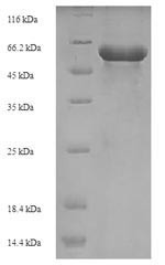 3-Oxoacyl-[acyl-carrier-protein] synthase 2 (fabF), Staphylococcus aureus, recombinant