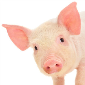 Porcine Ferritin light chain (FTL) ELISA Kit