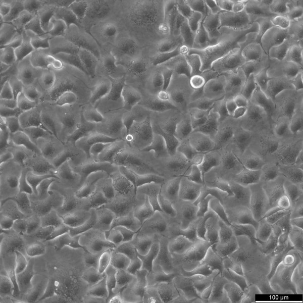 NCI-H661 Cells