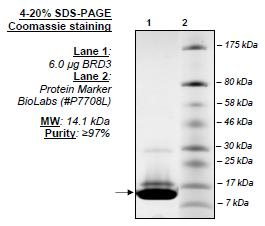 BRD3 (306-417), His-tag, human recombinant protein