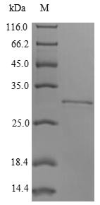 Integrin beta-8 (ITGB8), partial, rabbit, recombinant