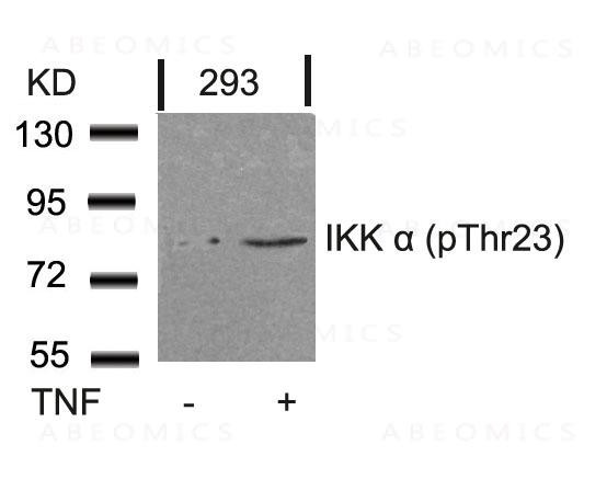 Anti-phospho-IKK Alpha (Thr23)