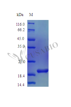 Interleukin-6 protein (IL6) (Active), Macaca mulatta, recombinant