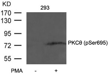 Anti-phospho-PKC theta (Ser695)