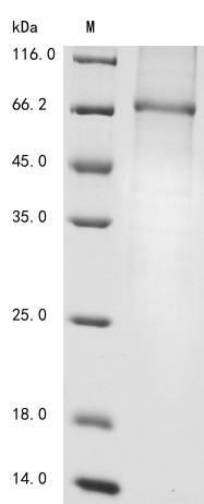 Complement factor I (Cfi), rat, recombinant