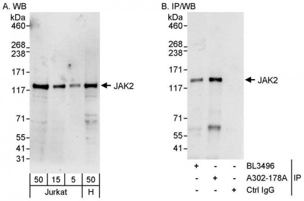 Anti-JAK2