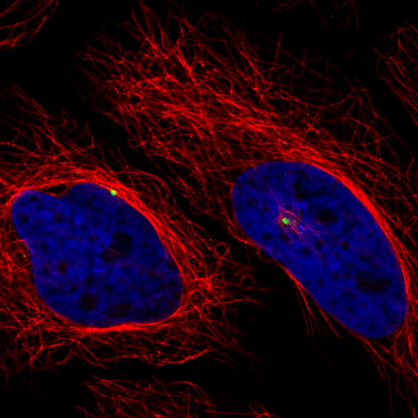 Anti-CDK5RAP2, clone CL3392