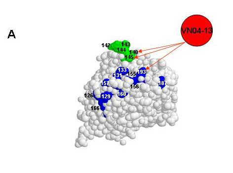 Anti-H5N1 A/Vietnam/1203/04 Influenza Virus, clone VN04-13