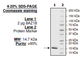 BAZ1B (1335-1450), N-terminal His-tag, human recombinant protein